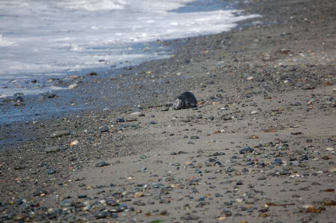 Baby Seal on Dungeness Spit